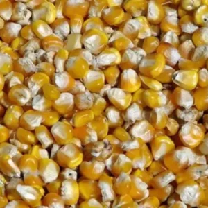 White Corn – Maize